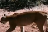 Vídeo: morador atrai onça com comida de porcos e registra visita