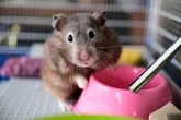 Hamster como pet: o que saber antes de levar um para a casa