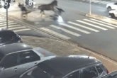 Vídeo: cavalo passa em farol vermelho e atropela motociclista em SP
