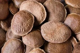 Chá anti-inflamatório de semente pode aliviar dor articular e muscular