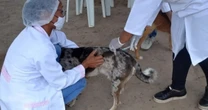 Cães e gatos: 5 regiões do DF vacinam contra a raiva neste sábado