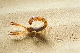 Se achei um escorpião em casa, vou achar outros? Biólogo responde