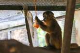 Animais ganham picolé e banho artificial contra calor. Veja imagens