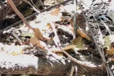 Guia turístico flagra briga entre duas cobras em Bonito. Vídeo