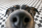 O que significa quando cães cheiram as partes íntimas das pessoas