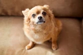 Nanismo: condição também atinge cães; conheça as causas e os cuidados