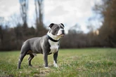 Decreto estadual proíbe criação e venda de pit-bulls e outras 11 raças