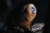 Saiba quais são os animais que correm mais risco de extinção no Brasil