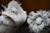 Jacobino: conheça o pombo que esbanja estilo com um “casaco” natural