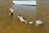 Guia de Goiás diz ter pescado maior peixe do Vale do Araguaia. Vídeo