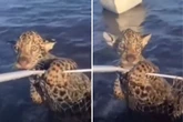 Vídeo: perdido da mãe, filhote de onça é resgatado de rio por pescador