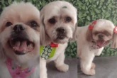 Três cachorros morrem após viagem em carro de pet shop em SP