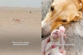 Cadela é encontrada no deserto protegendo filhotes de forma inusitada