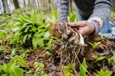 Saiba plantar vegetal que ajuda na digestão e melhora a imunidade