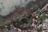 Cobra faz “visita” inusitada e assusta moradores em SC; veja fotos