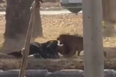 Vídeo: mulher é atacada por seis cães em rua do DF