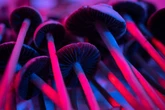 Como psicodélicos e organoides estão redefinindo a neurociência