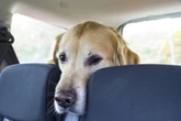 Passageira denuncia empresa aérea que negou embarque de cão: “Descaso”