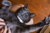 7 truques para conquistar a atenção do seu gato e não ser ignorado