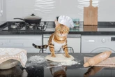 Gato “amassando pãozinho”: veterinária explica o que hábito significa