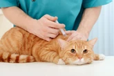 Julho Dourado: conheça as diferentes vacinas para cães e gatos