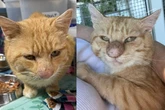 Sensação nas redes, gato do “nariz inchado” tem diagnóstico revelado