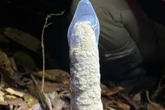 Pesquisa usa camisinhas para investigar torres de cigarras na Amazônia