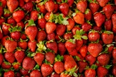 Morango: saiba principais benefícios de incluir fruta na dieta