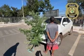 Vídeo: foragido é encontrado com pé de maconha de 2 metros de altura