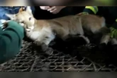 Rugido foi ouvido antes de onça parda ser resgatada em Vinhedo. Ouça