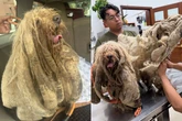 Vítima de maus-tratos, cachorro com quase 5 kg de pelo é resgatado