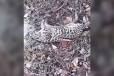 Jaguatirica é encontrada morta em terreno baldio. Veja vídeo
