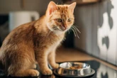 Saúde intestinal dos gatos: veja como cuidar do seu felino