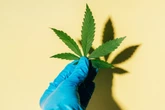 Cannabis: termina nesta terça prazo para governo regular o cânhamo
