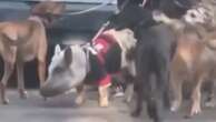 Pablo, porco flamenguista, passeia com cachorros no Rio. Veja vídeo