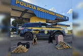 Cães da PRF encontram 29 kg de maconha com passageiras de ônibus no DF