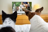 TV pra cachorro? Estudo mostra que cães têm preferências diferentes