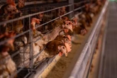 Gripe aviária: eventos com concentração de aves são suspensos no DF