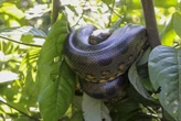 Como uma anaconda brasileira de 80 kg faz para subir em árvores?