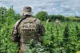 PF destrói 134 mil pés de maconha em operação no sertão de Pernambuco