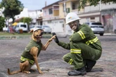 Max, o “ator” caramelo, protagoniza ação sobre segurança elétrica
