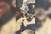 Membro do PCC usou cachorro perdido para obter informações de Medina