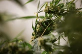 Desembargador contraria gestão Tarcísio e libera ONG de cannabis