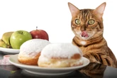 O doce engano: por que açúcar não combina com a dieta do gato