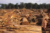 Alta de 18%: Amazônia perde 2,3 mil km² de floresta de agosto a março