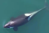 Orcas usam algas como ferramentas e revelam inteligência inédita; veja