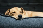 Saiba como usar com segurança difusores e sprays calmantes para cães