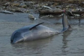 Amazônia: seca elevou temperatura de lago a 41ºC e matou 200 golfinhos