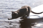Sem estresse! Veterinário ensina como acostumar o gato a tomar banho