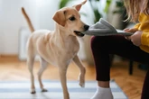Seu cachorro destrói objetos em casa? Saiba por que e como evitar